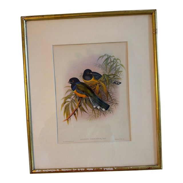 Early 20th Century John Gould Lithograph For Sale