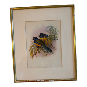 Early 20th Century John Gould Lithograph