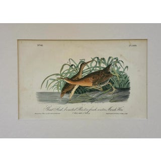 1840 Colored Lithograph of the Fresh Water Marsh Hen After John James Audubon For Sale