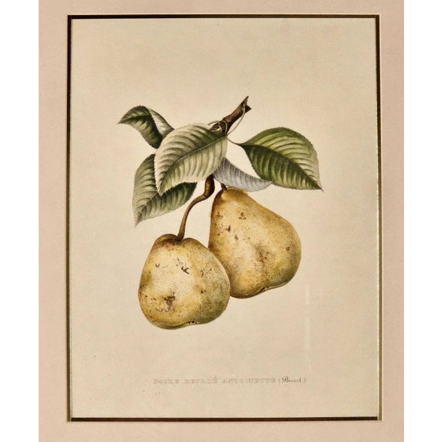 A print from the Botanical Study of Fruits and Nuts by Duhamel du Monceau, early 19th century (Nouvelle Edition Langlois,...