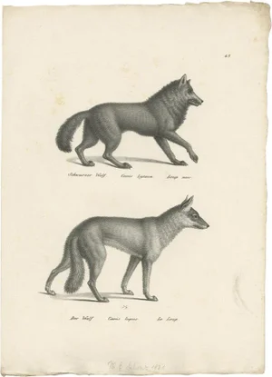 Schinz, Illustration of Wolves, 1830s, Print