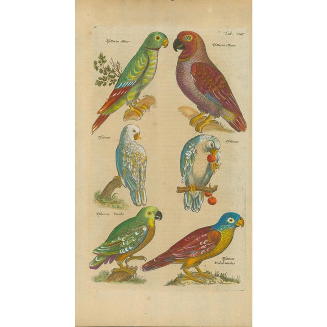Original antique natural-history plate, Tab. XXIII, depicting six vividly colored parrots with Latin Psittacus labels. A...