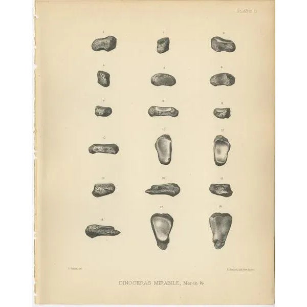 Set of three antique prints titled 'Dinoceras Mirabile'. Original lithograph of the tarsal bones and metatarsals of a...