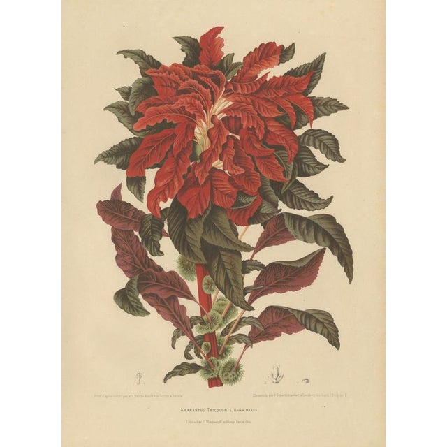Berthe Hoola van Nooten, Joseph's Coat, 1880, Chromolithograph For Sale - Image 3 of 9