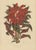 Berthe Hoola van Nooten, Joseph's Coat, 1880, Chromolithograph For Sale - Image 3 of 9
