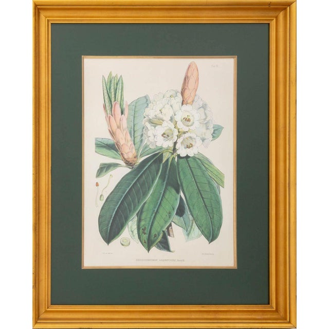 Walter Hood Fitch (Scottish, 1817-1892), Pair of Botanical Scenes, Offset Lithographs in Color, after Joseph Hooker...