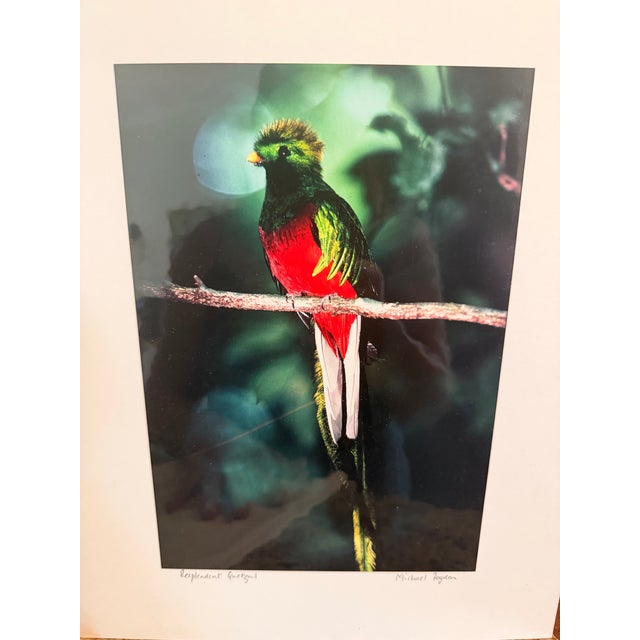 Photography Michael Fogden Signed “Resplendent Quetzal” Costa Rica Wildlife Photograph, 11” × 14” Matted For Sale - Image 7 of 11