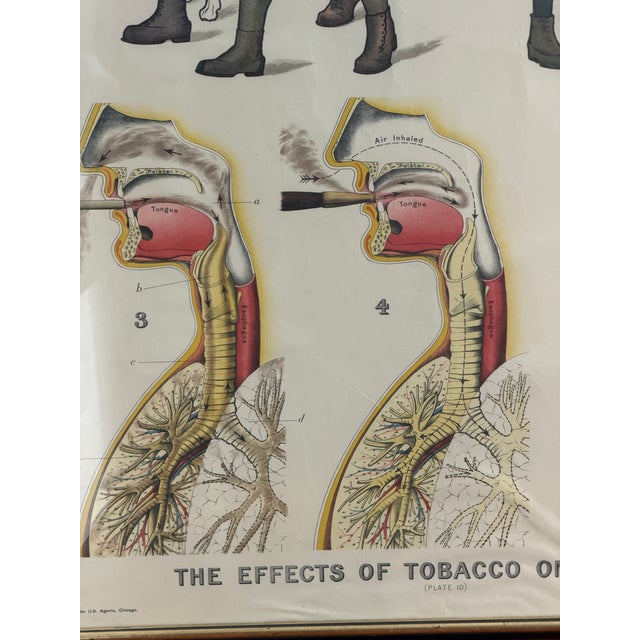 Striking and rare antique educational wall chart titled “The Effects of Tobacco on the Body,” published by W. & A.K....