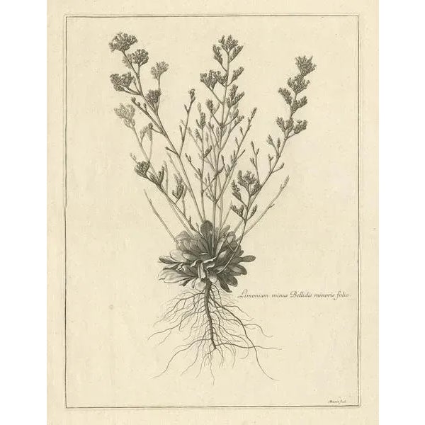 Antique botany print titled 'Limonium minus Bellidis (\.)'. Original antique print of a limonium flowering plant. This...
