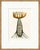Hable Botanical Studies by Susan Hable, Set of 6 For Sale - Image 4 of 6