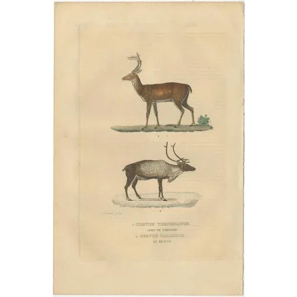 The illustration depicts two species of deer: 1. **Cervus virginianus** - Commonly known as the white-tailed deer, this...