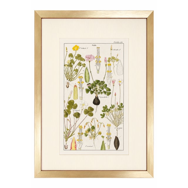 An elegant and highly decorative pair of original hand-colored botanical engravings from Dr. David Nathaniel Friedrich...