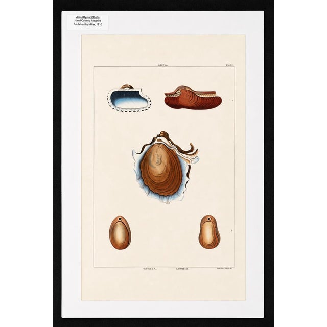 A striking early 19th-century engraving depicting beautifully detailing the Oyster Shell (Arca), originally published in...