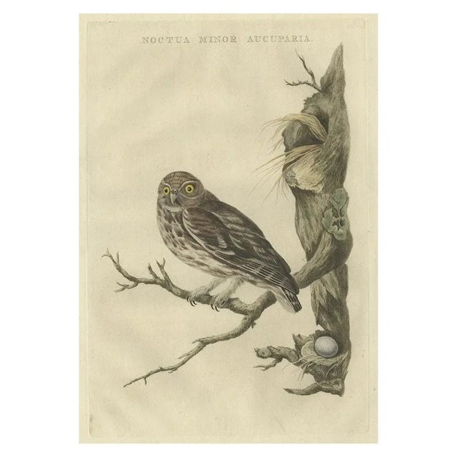 Antique print titled 'Noctua Minor Aucuparia'. This print depicts the little owl (Dutch: steenuil). The little owl (Athene...