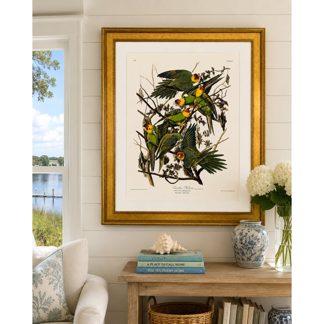 A striking large-format Carolina Parrots / Carolina Parakeets from the Princeton Audubon Limited Edition, a limited-...