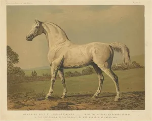 After Sheldon Williams, Grey Thoroughbred Racehorse, Chromolithograph on Paper