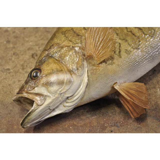Brown Vintage Smallmouth Bass Fish Wall Mount Taxidermy Real Skin Fishing Wall Decor For Sale - Image 8 of 11
