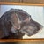 Contemporary Labrador retriever print by Judy Henn. Measures 13x10 or approximately 14.5x11 framed. Check out my shop...