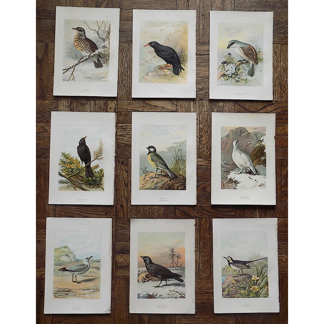 Antique 19th Century Wild Bird Chromolithographs - Set of 9 For Sale - Image 9 of 9