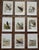 Antique 19th Century Wild Bird Chromolithographs - Set of 9 For Sale - Image 9 of 9