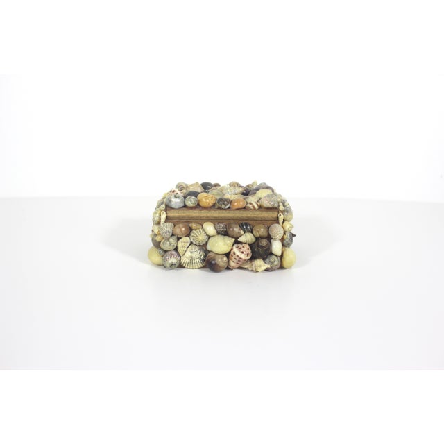 Beige Vintage Snail Shell Encrusted Box For Sale - Image 8 of 11