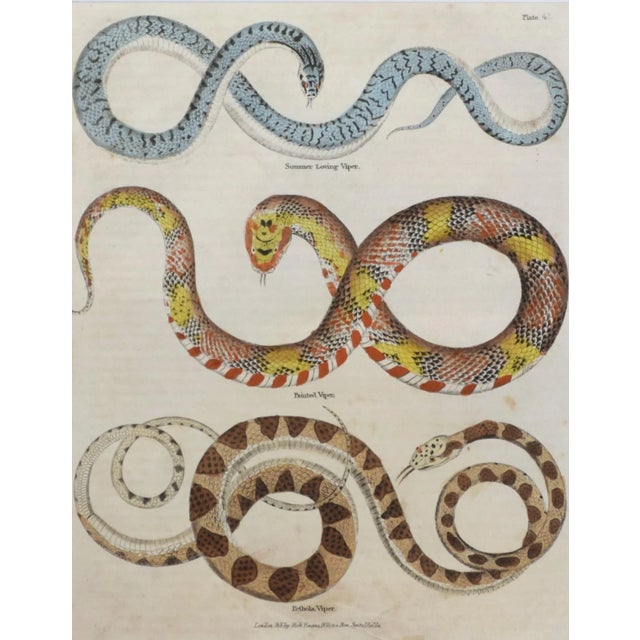 19th Century English Hand Colored Snake Engraving C.1820 For Sale - Image 4 of 5