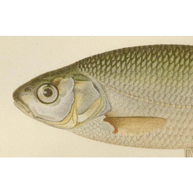 Silver Breams and Vimba - Scandinavian Freshwater Beauties This beautiful 19th-century lithograph from *Skandinaviens...