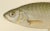 Silver Breams and Vimba - Scandinavian Freshwater Beauties This beautiful 19th-century lithograph from *Skandinaviens...