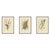 Edward Step, Gasteria, Aloe & Yucca, 1897, Prints, Set of 3 For Sale - Image 10 of 10