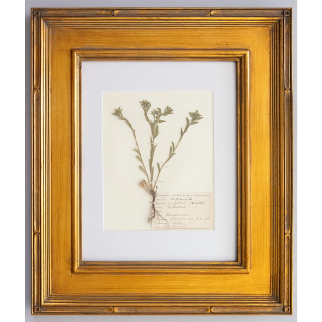 Gold Custom Framed Vintage Finnish Herbarium Botanical Specimens, Set of Four For Sale - Image 8 of 16