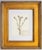 Gold Custom Framed Vintage Finnish Herbarium Botanical Specimens, Set of Four For Sale - Image 8 of 16