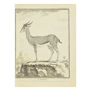 Pierre Francois Tardieu, Le Gazelle, Etching, 1771 For Sale