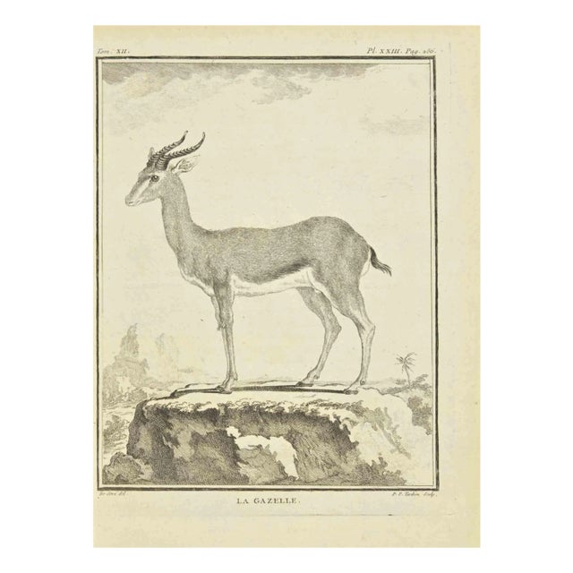 Pierre Francois Tardieu, Le Gazelle, Etching, 1771 For Sale
