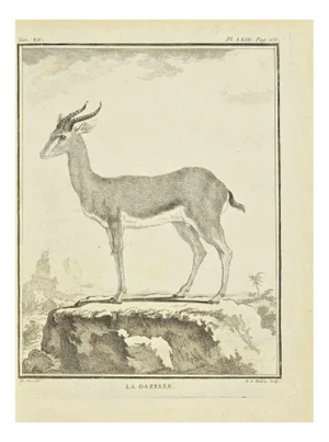 Pierre Francois Tardieu, Le Gazelle, Etching, 1771