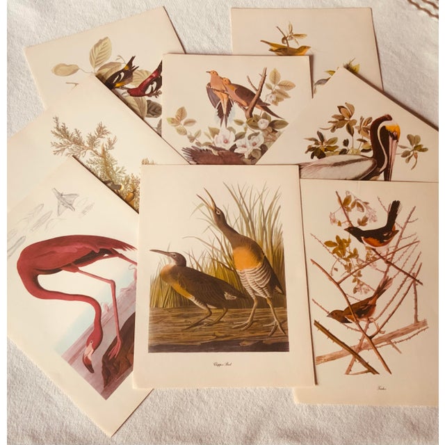 1950s Audubon Birds of America — Complete Portfolio of 50 Color Prints With Roger Tory Peterson Commentaries, Macmillan For Sale - Image 12 of 14