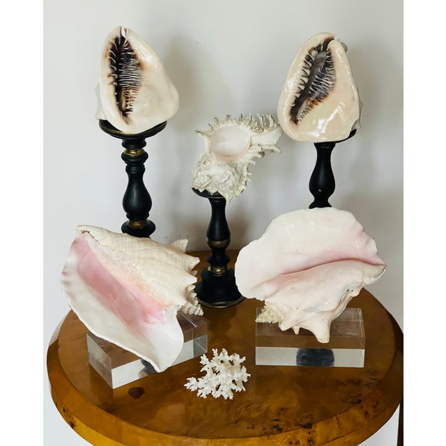 Natural History Specimen Sea Shell collection of large shells on stands. Heat coastal decor.