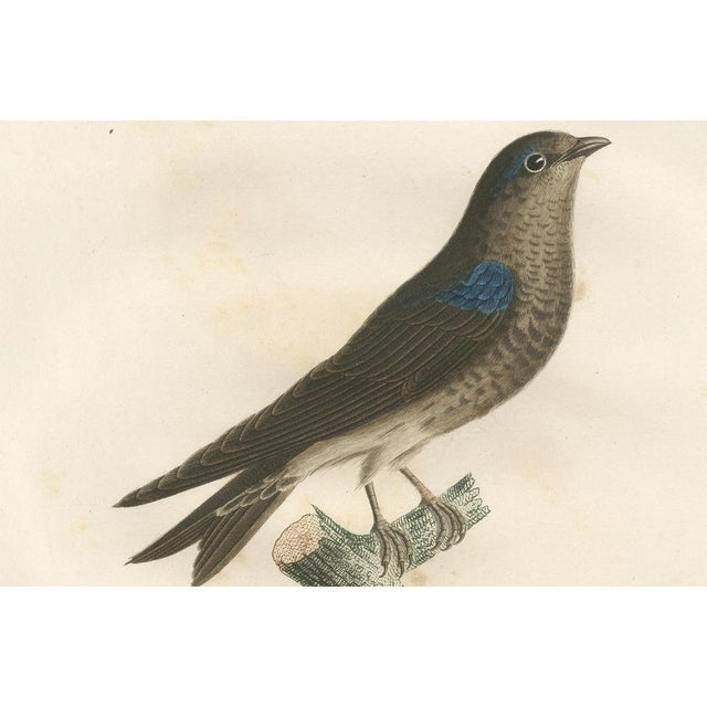 The Blue Swallow, 1807, Print For Sale - Image 5 of 8