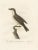 Louis Jean Pierre Vieillot, Gray Kingbird Print, Le Tyran Gris, Print For Sale - Image 4 of 6