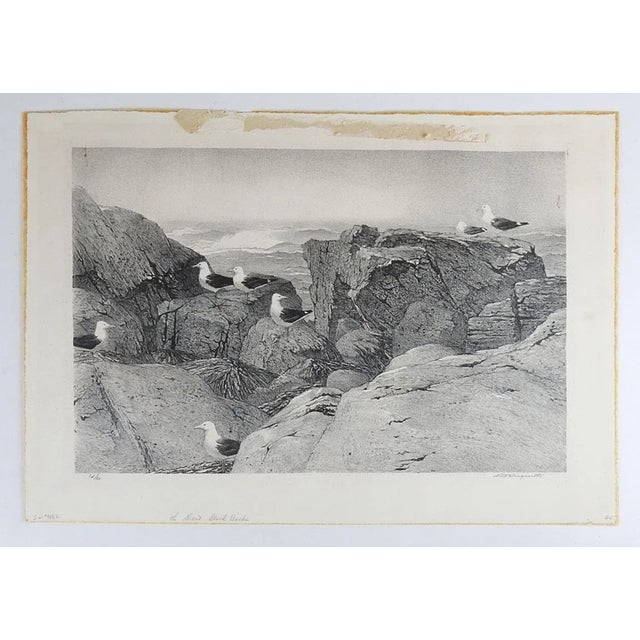 1960s Stow Wengenroth Great Black Back Gulls Massachusetts Lithograph For Sale - Image 5 of 7