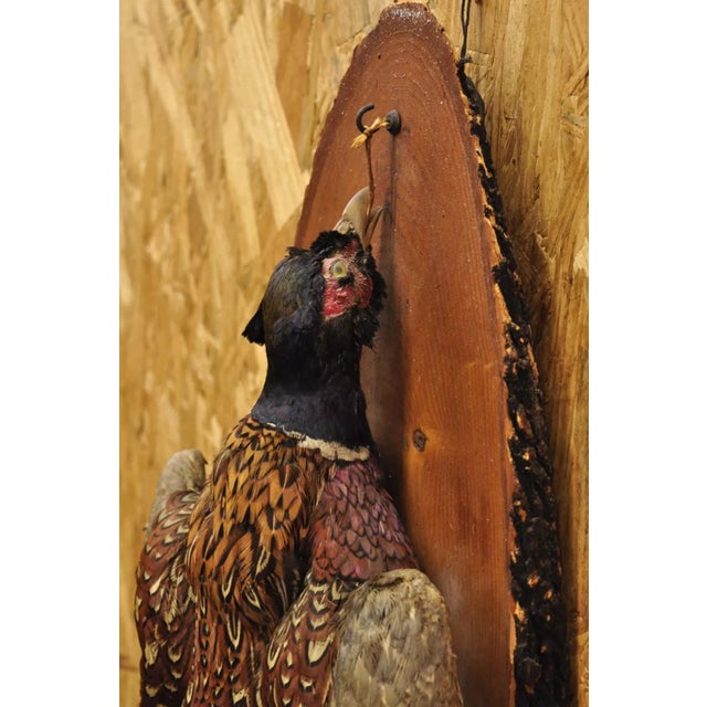 Mid 20th Century Vintage Ringneck Pheasant Bird Full Body Wall Mount on Wood Taxidermy Decor For Sale - Image 5 of 12