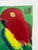 Walasse Ting (1929–2010), 3 Perroquets, Galerie Lucie Weill-Seligmann, Copyright 1989, Yves Riviera Editeur, Paris, Printed in Switzerland For Sale - Image 12 of 13