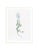 Illustration Celerie Kemble Curated Australian Botanical V (40x60) in White Frame For Sale - Image 3 of 4