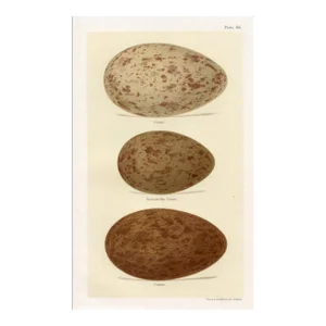 1890s, Crane Bird Egg Print, Original Antique Bird Egg Print, Lithograph, England