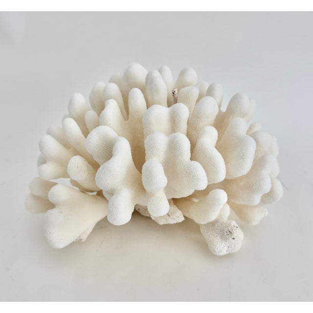 Shell Natural Pacific Elk Coral Coastal Home Decor For Sale - Image 7 of 8