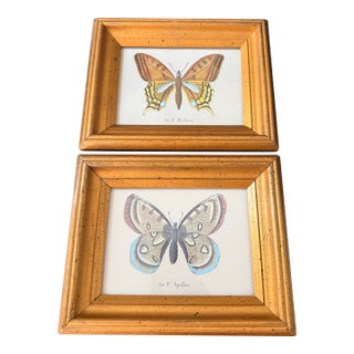 Small Vintage Butterfly Prints For Sale