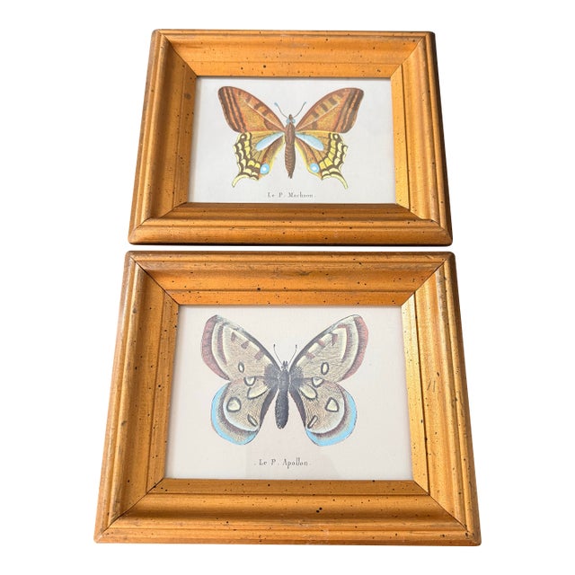 Small Vintage Butterfly Prints For Sale