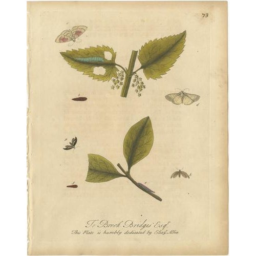 Albin, Entomology Plates of English Insects on Hazel & Elm, 1720, Engravings, Set of 2 For Sale - Image 4 of 10