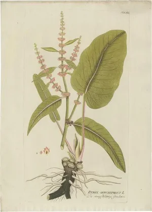 Plenck, Broad-Leaved Dock Medicinal Plant, 1788, Engraving