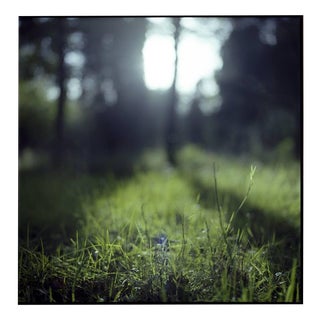 Paul Cooklin, Thornham Walks, Photograph For Sale