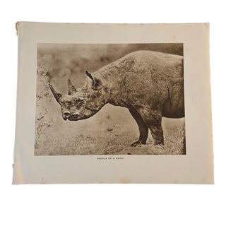 1920s African Safari Rhino Rotogravure Photographic Print For Sale